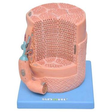 Imagem de Fibra Muscular Esquelética Placa Motora Anatomia