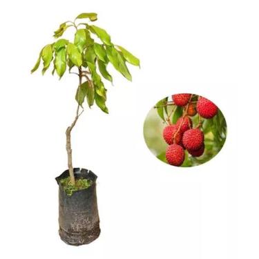 Imagem de Muda de Lichia Alporquia Altura de 0,40 cm a 0,80 cm - AMK - Jardinage