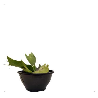 Imagem de Muda Samambaia Chifre De Veado Platycerium Bifurcatum Cuia