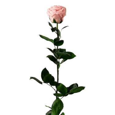 Imagem de Bloomec Solé Farms - Rosa preservada real com haste (haste de 50 cm) | Flores preservadas em caixa de exibição feita à mão no Equador | Decoração floral de longa duração, pronta para presente para