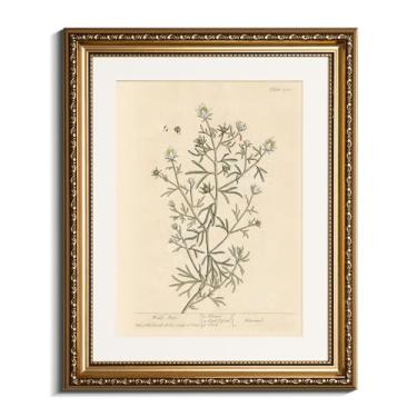 Imagem de InSimSea Arte de parede emoldurada a ouro, estampa botânica vintage ilustração de planta de arruda selvagem estilo antigo para sala de estar quarto decoração de escritório, 33 x 40 cm