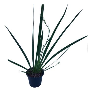 Imagem de Moreia Branca Planta Adulta Para Jardim E Paisagismo