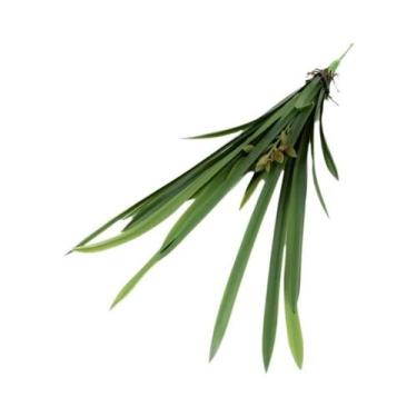 Imagem de Orquídea Artificial De 15/16/24 Folhas Com Toque Realista, Plantas De 