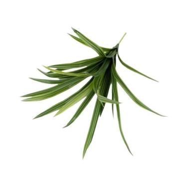 Imagem de Orquídea Artificial De 15/16/24 Folhas Com Toque Realista, Plantas De 