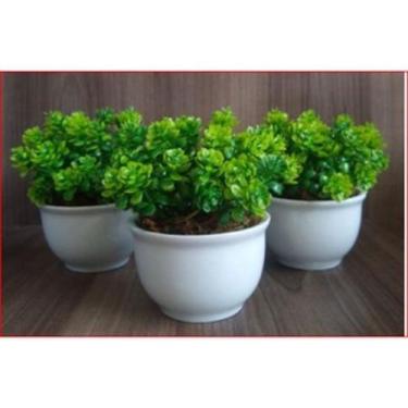 Imagem de Arranjos De Suculentas No Mini Vasinhos De Porcelana - sem marca