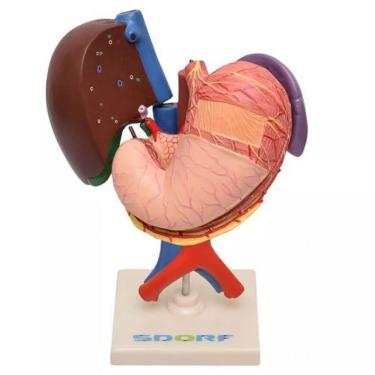 Imagem de Figado Pâncreas Baço e Duodeno Anatomia