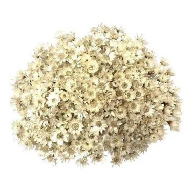 Imagem de 300 Sempre Viva Florzinha I Flores Desidratadas - Decoração Enfeite Se