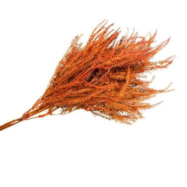 Imagem de Samambaia Tres Andares Laranja Desidratado - Pense Flores