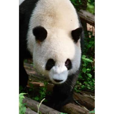 Imagem de Panda Notebook: Panda Journal Notebook For Panda Lovers | 6x9 120 Pages Blank Lined Journal Diary | Gift Girls Women Boys Kids School