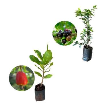 Imagem de Kit 2 Mudas - 1 Caju Anão Vermelho + 1 Jabuticaba Hibrida - AMK - Jard