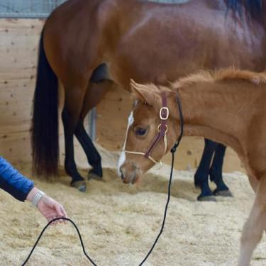 Imagem de Weaver Leather Kalley Krickeberg Cavalo de couro cabresto de cavalo