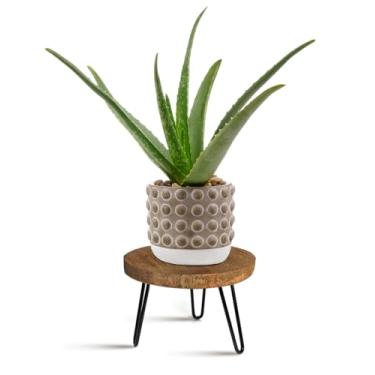 Imagem de OBTAIN Suporte Para Plantas Interno E Externo, Banco De Madeira Plantas, Meados Do Século Internas, Moderno Madeira, Flor Vime, Plantador Rústico Boho Baixo Curto, Adequado Vasos 5 A 15 Polegadas (M