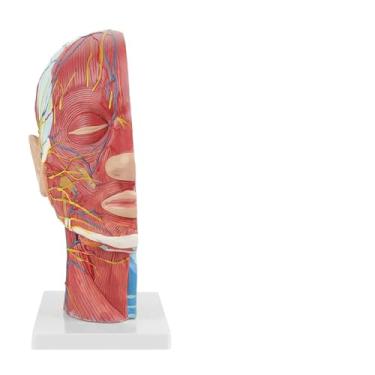 Imagem de Keenso Modelo do Cérebro anatômico: Estruturas Internas e Musculares/vasculares - Escolas de Plástico de PVC, Hospitais de Ajuda Ao Ensino