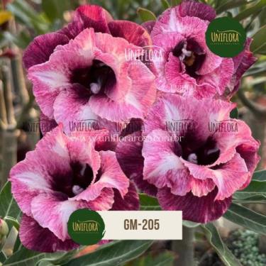 Imagem de Rosa do deserto dobrada roxa gm205 - UNIFLORA