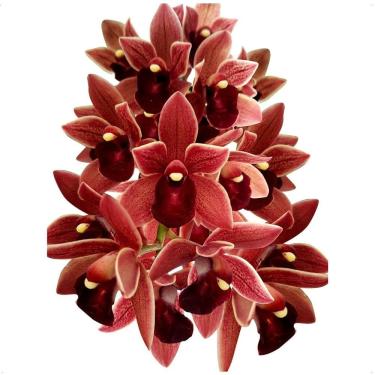 Imagem de Muda Orquídea Cymbidium Pendente Dorothy Stockstill Planta Natural Rara Coleção Decoração Plantada Em Vaso Com Substrato