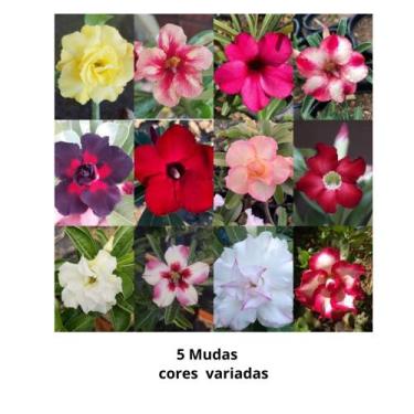 Imagem de Bandeja Com 5 Rosas Do Deserto Baby Cores Lindas Variadas - Ta Na Mão