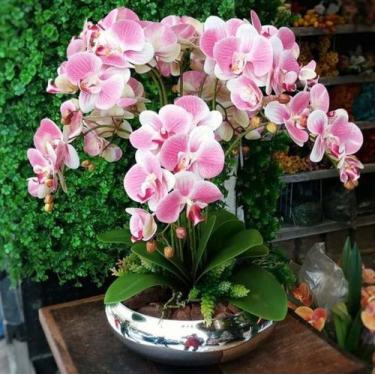 Imagem de Arranjo De Flores 10 Orquídeas Artificial no vaso de Prata - La Caza S