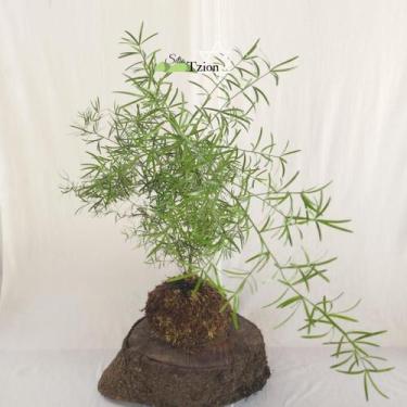 Imagem de Kokedama Aspargo Alfinete - Arranjo Decoração Natural Para Interior E 