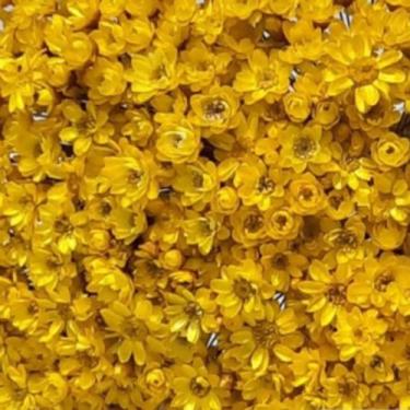 Imagem de 1000 Flores Sempre Vivas  COLORIDAS para casamentos e decoração - Viva