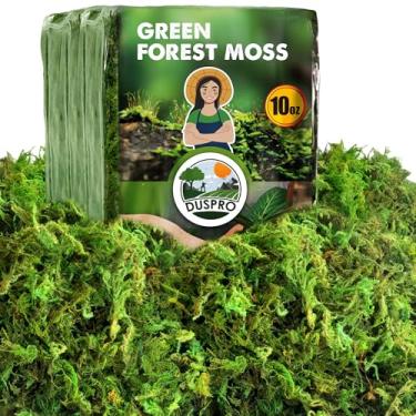 Imagem de [Atualizado] Musgo verde Duspro para artesanato, plantas em vasos de musgo da floresta real, musgos decorativos para centros de mesa de centro de mesa decoração de festa de fada de casamento