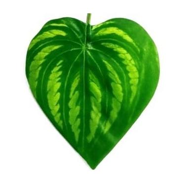 Imagem de Arranjo Completo 1 Vaso Vime TrançAdo Marrom + 1 Pendente Planta Pendurada Hera Ivy Altamente Decorativo E Esteticamente AgradáVel(MELANCIA)