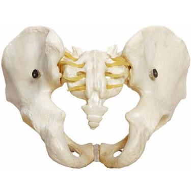 Imagem de Esqueleto Pélvico Masculino, Anatomia Pelve Masculina - ANATOMIC