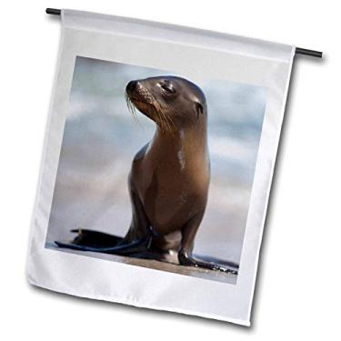 Imagem de 3dRose fl_314643_1 Bandeira, EUA, Califórnia, La Jolla. Leão do mar bebê na praia