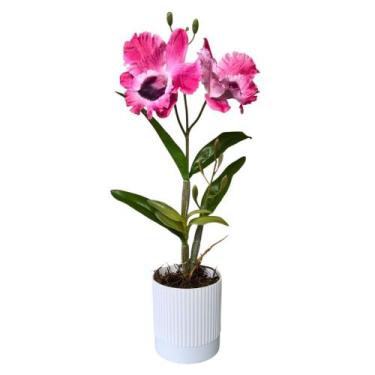 Imagem de Arranjo Orquídea Artificial Vaso Plástico Decorativa - Floralis, Rosa 
