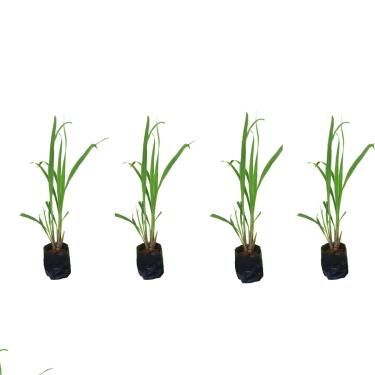 Imagem de Kit 4 Mudas Citronela Planta Contra Mosquitos Insetos Com Manual