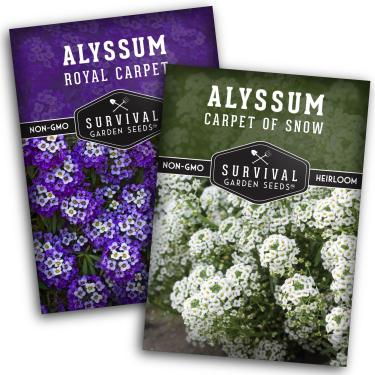 Imagem de Sementes Alyssum para plantio – 2 variedades | Tapete real roxo e tapete branco de neve Sweet Alyssum – Flores perfumadas e cobertura do solo – Survival Garden Seeds