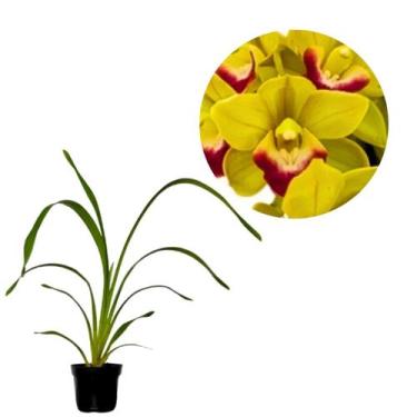 Imagem de Muda Orquidea Cymbidium Pendente pearl Dawson Procyon verde - Orquiflo
