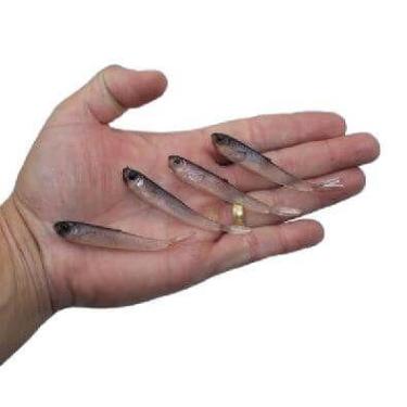 Imagem de 4 Iscas Artificial Pesca Shad P/ Tucunare Robalo Traira 7cm Transparen