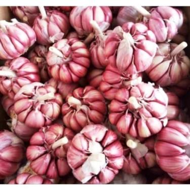 Imagem de Alho Roxo Nacional Graúdo do Norte de Minas Gerais 1kg