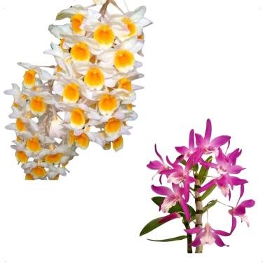 Imagem de Kit Orquídeas Dendrobium Thirsyflorum Stardust Rainbow Dance Planta Natural Adultas
