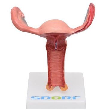 Imagem de Vagina Com Útero Visão Interna, Anatomia