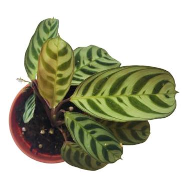 Imagem de Muda Maranta - Ctenanthe Burle-marxii Amagris Planta Natural