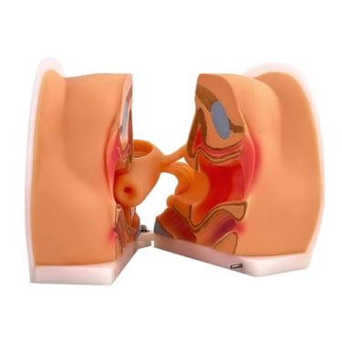 Imagem de JTZSD Modelo de manequim ginecológico feminino, modelo de treinamento Iud, modelo de anatomia genital, modelo humano com estrutura anatômica precisa, adequado para ensino e apresentação