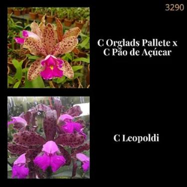 Imagem de Orquídea Cruzamento (C. Orglads Pallete x C Pão de Açúcar) x C Leopold