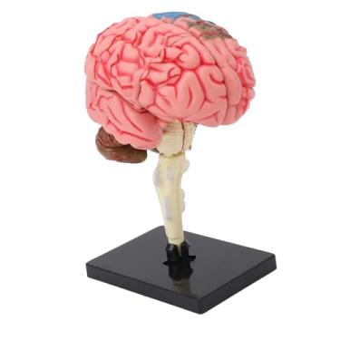 Imagem de Estudo de Neuroanatomia da Base de Exibição de Estrutura Detalhada do Modelo Anatômico do Cérebro Humano