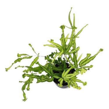 Imagem de Muda de Samambaia Pteris Cretica Mayii, Planta Natural, Pequeno Porte, Vaso Plástico 10