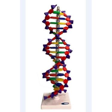 Imagem de Dupla Hélice De Dna De 40Cm - Coleman