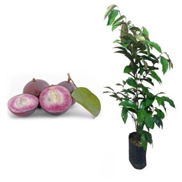 Imagem de Muda de Abiu Roxo, Cainito Roxo 20 a 40cm - Plantas Online - AMK Jardi
