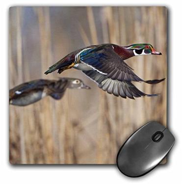 Imagem de 3dRose mp_95624_1 20 x 20 cm EUA, estado de Washington, pato de madeira, macho, fêmea, voo - Us48 Glu0011 - Mouse pad Gary Luhm