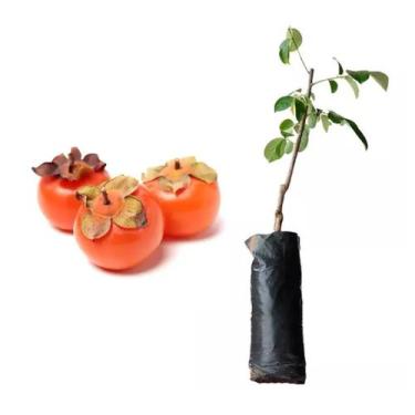Imagem de Muda de Caqui Fuyu 50 a 80cm AMK - Plantas Online - AMK Jardinagem e P