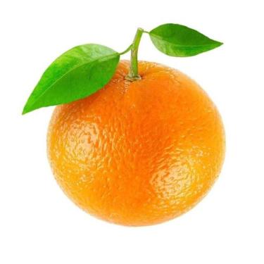 Imagem de Muda Frutífera de Laranja Bahia Monte Parnaso Enxertada - AgroJardim