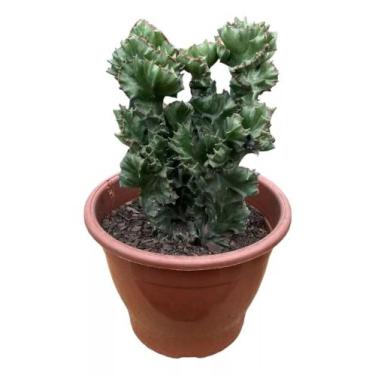 Imagem de Cacto monstro ( Sereia verde) grande pote 19 - Quintal do bonsai 