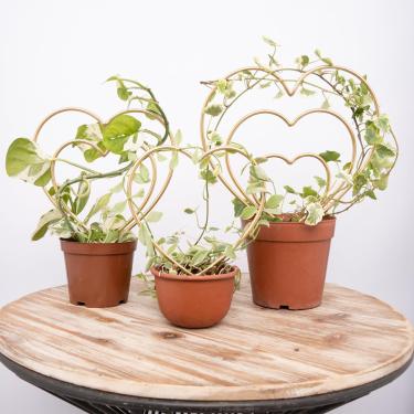 Imagem de Goooxim Conjunto de Treliças para Plantas de Interior com 3-Mini Molduras Douradas Em Forma de Coração para Plantas Trepadeiras, Hoya, Ivy E Pothos-Suporte para Plantas Em Vasos Pequenos para Uso Inte