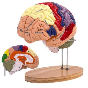 Imagem de SOEPOTIX Human Brain Model Anatomy, 2X Life Size Human Brain Anatomical Model for Neuroscience with 4 Color-Coded Detachable Brain Model for Neuroscience Psychology Science Research Medical Learning
