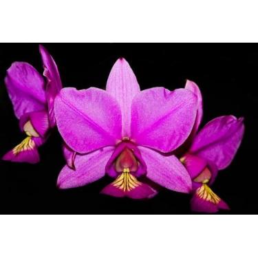 Imagem de Orquídea Cattleya nobilior colider x self - Cooperorchids