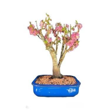 Imagem de Bonsai cerejeira japonesa SAKURA Rosa Vaso de cerâmica e e-book de cui